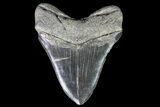 Fossil Megalodon Tooth - Georgia #84142-2
